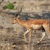 Impala - Aepyceros melampus o5085